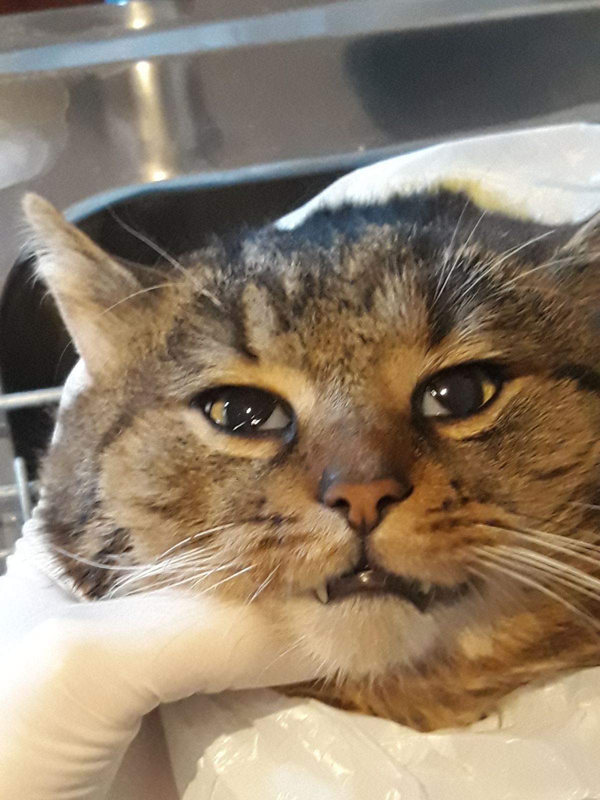 Zugelaufen – Kater in Laatzen Julius-Fengler-Strasse zugelaufen