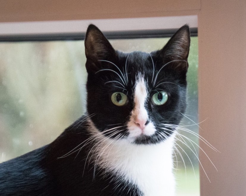 Neues Zuhause – Abby und Cleo grüßen