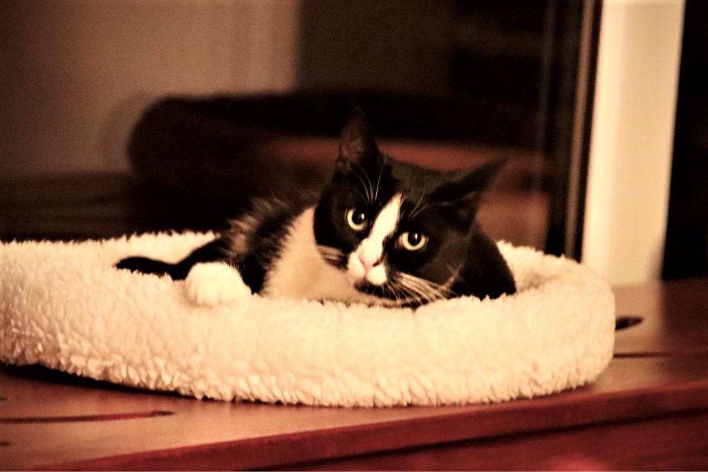 Neues Zuhause – Samtpfoten Abby und Marge (jetzt Cleopatra) grüßen