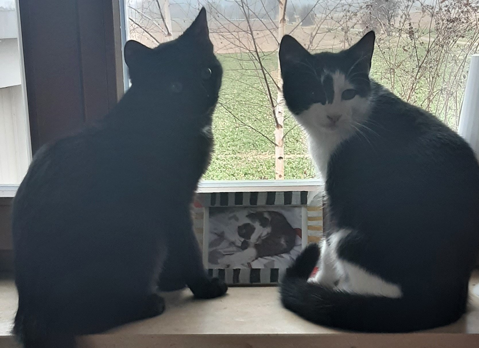 Neues Zuhause –  Andy und Craig heißen bei uns Silas und Oskar und grüßen herzlich