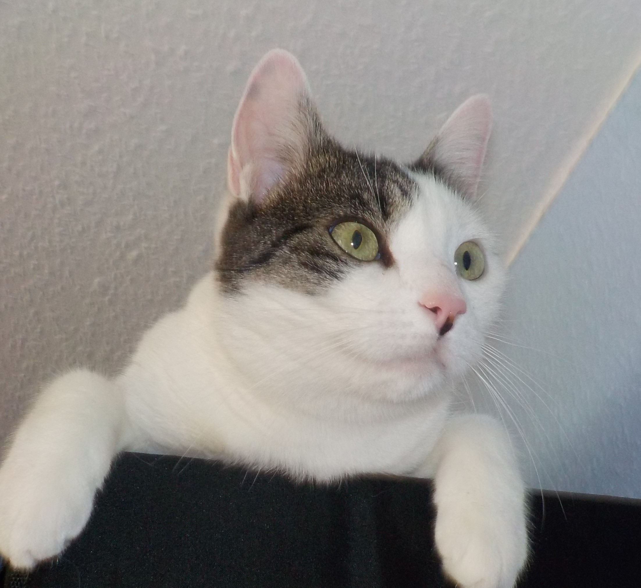 Neues Zuhause – Katzendame Minka grüßt