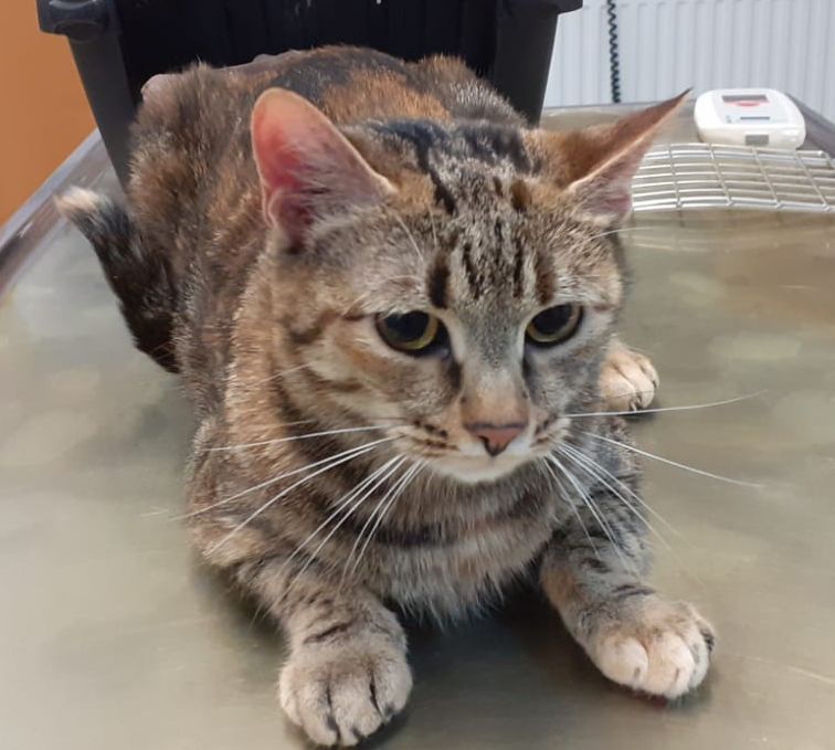 Zugelaufen – Katze in Adenstedt Nordstemmen