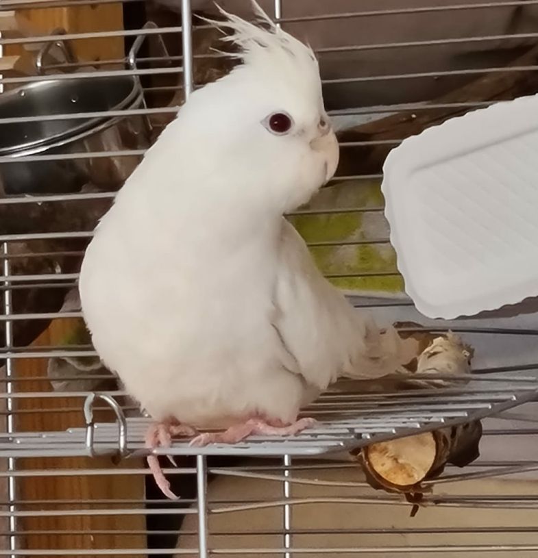 Vermisst – weiße Nymphensittichhenne Beyersche Burg entflogen