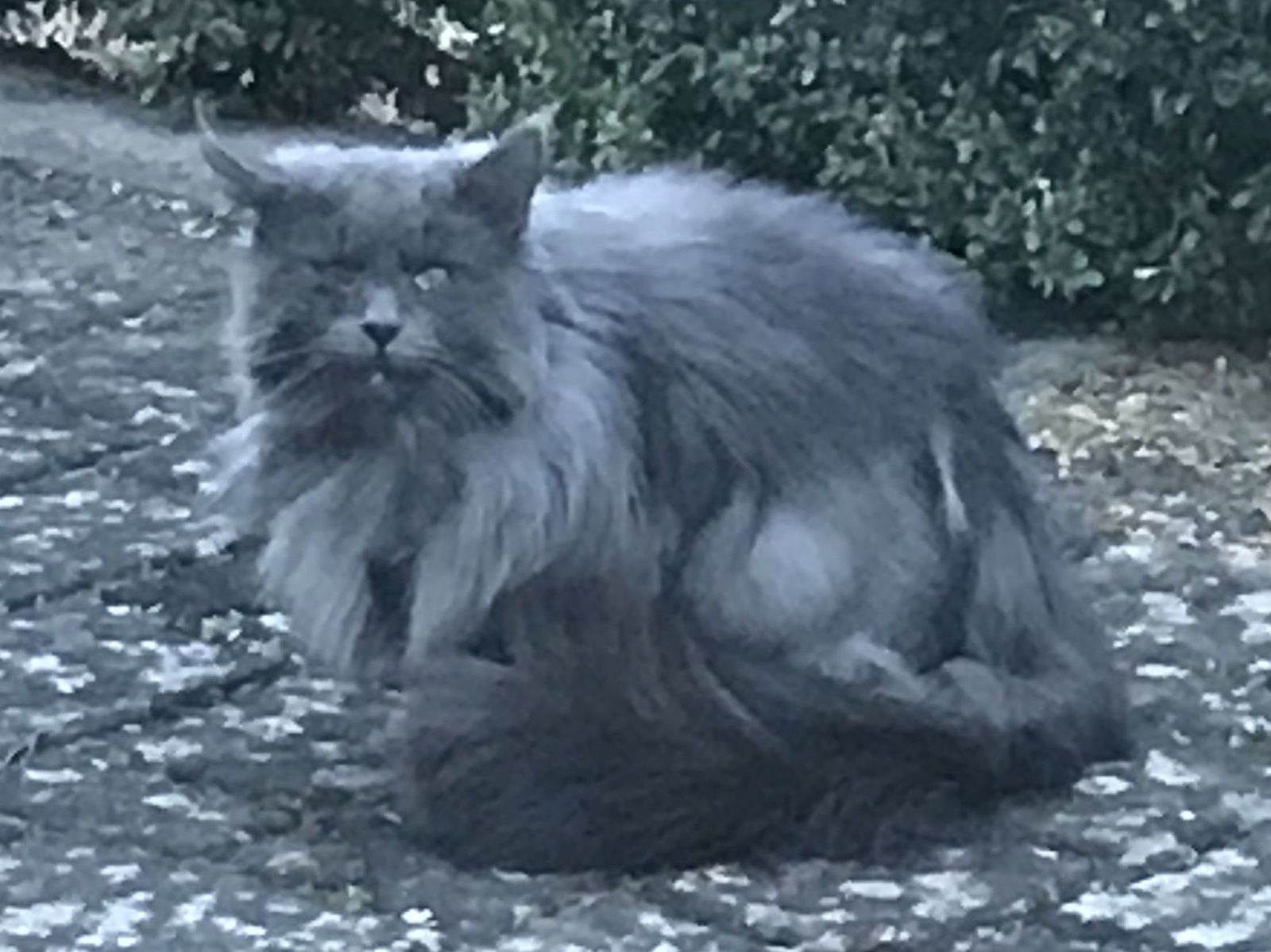 Zugelaufen – Rassekatze in Groß Düngen