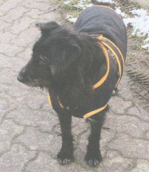 Vermisst – Hündin Soey bei Üfingen/Sauingen entlaufen