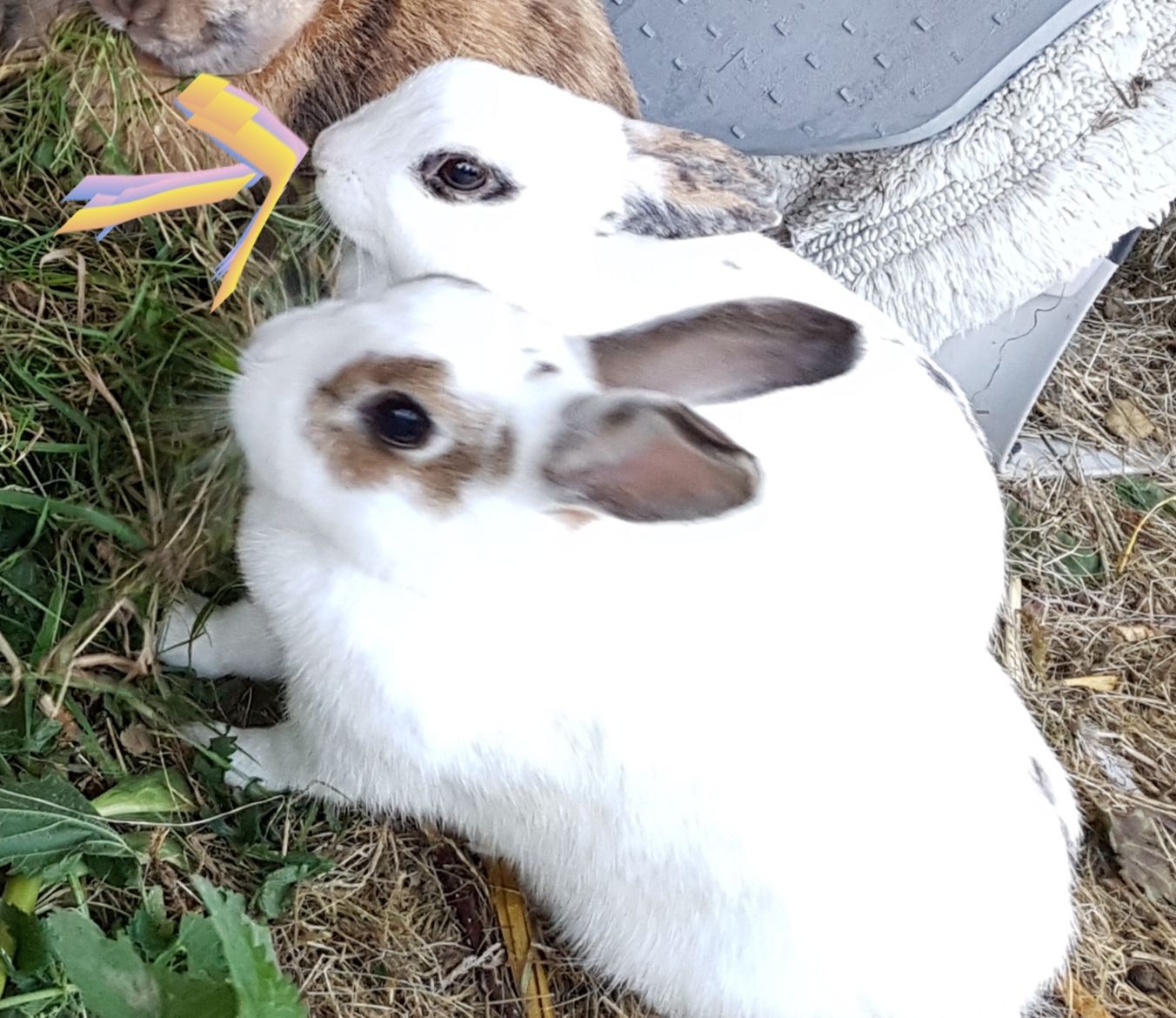 Vermisst – Kaninchen Wölkchen aus Diekholzen