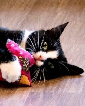 Neues Zuhause – Samtpfote Cleo grüßt