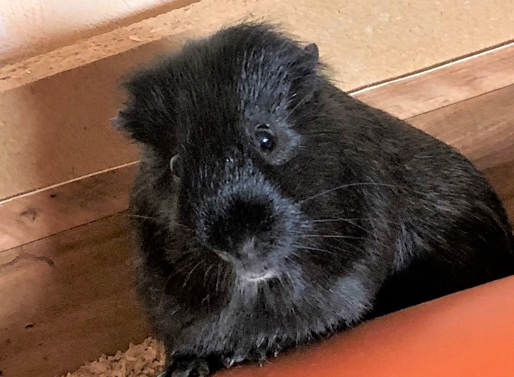 Neues Zuhause – Meerschweinchen Fridolin grüßt