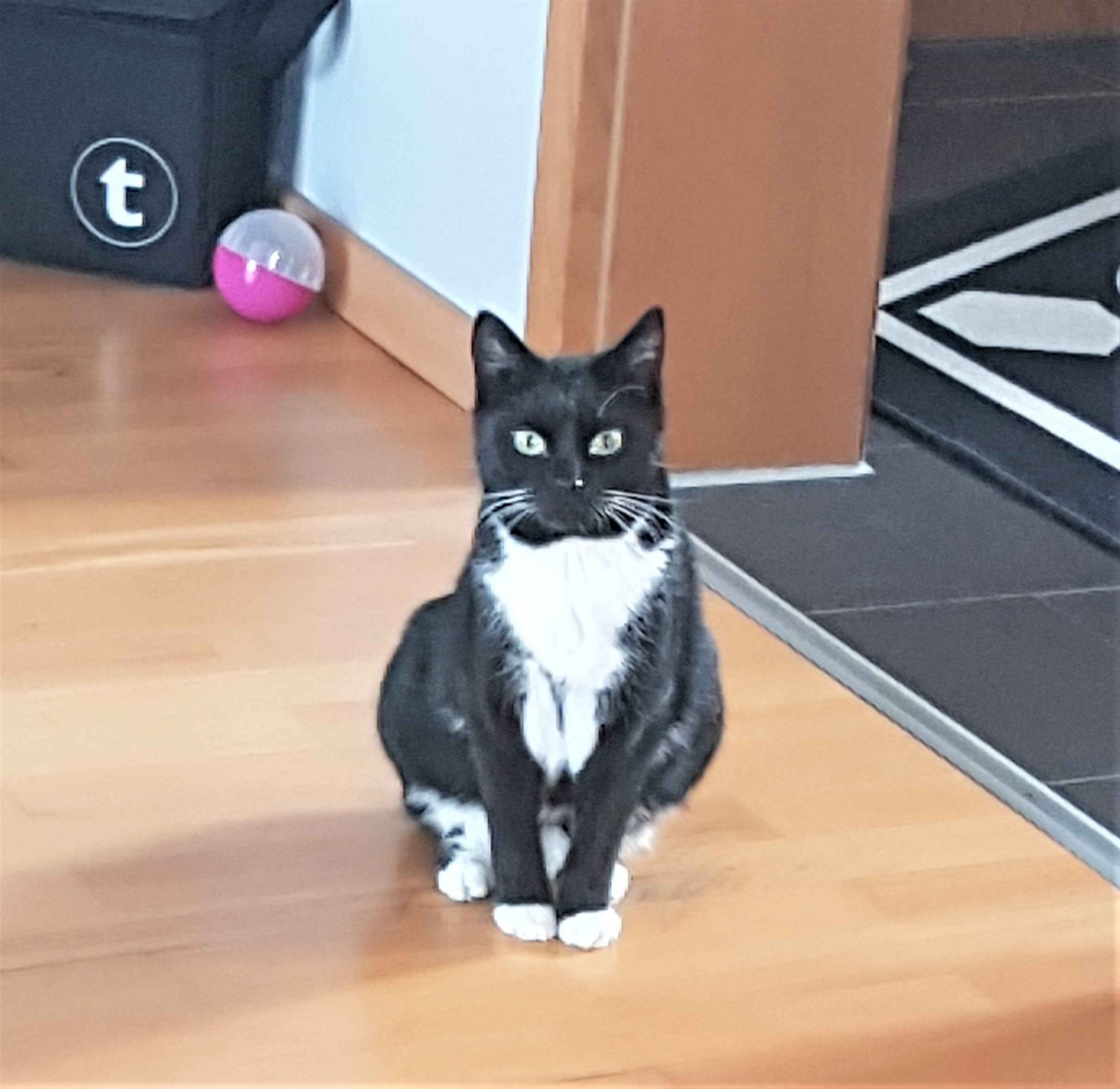 Neues Zuhause – Katze Hilde (ehem. Amelie) grüßt