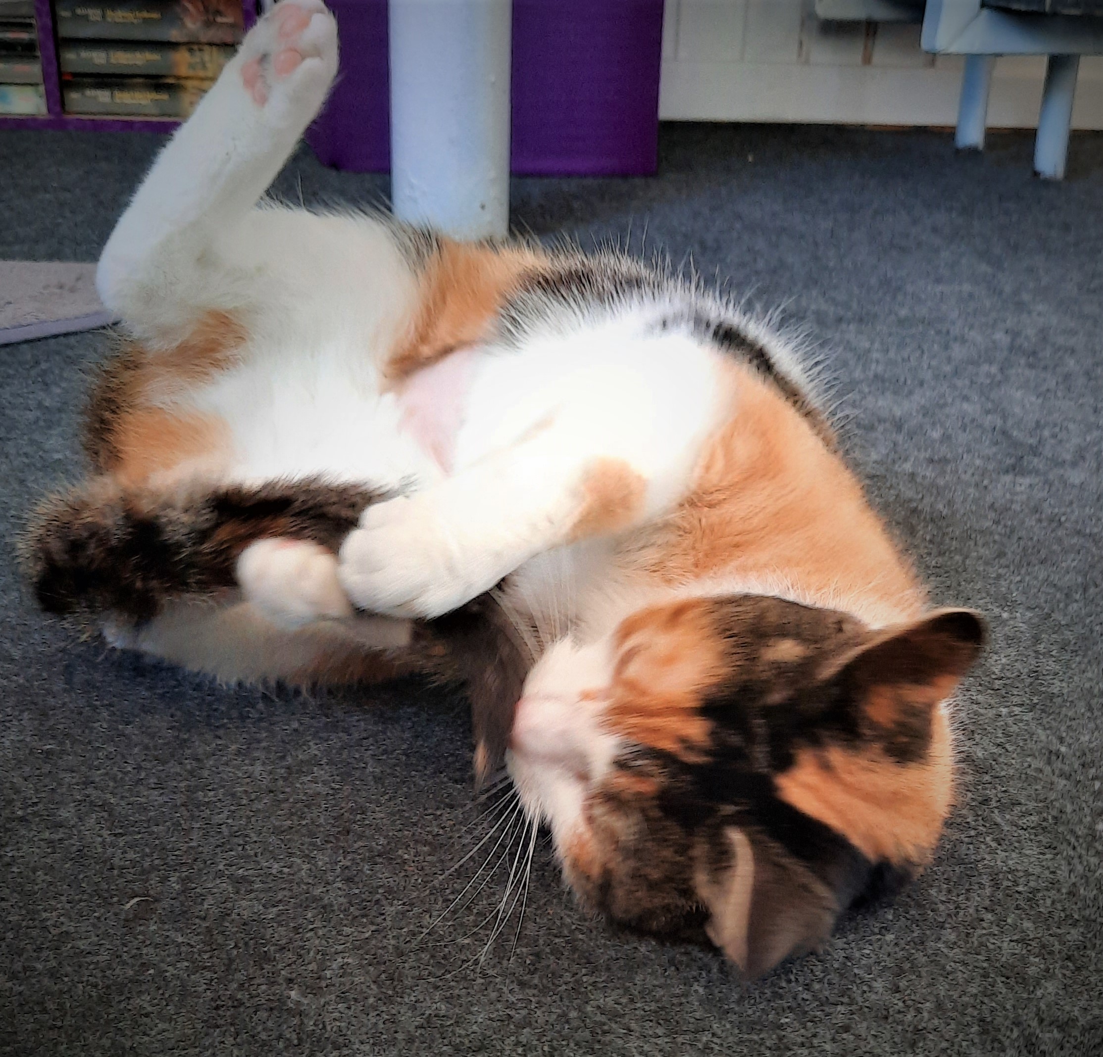 Neues Zuhause – Katze Lilly (ehem. Paint) grüßt