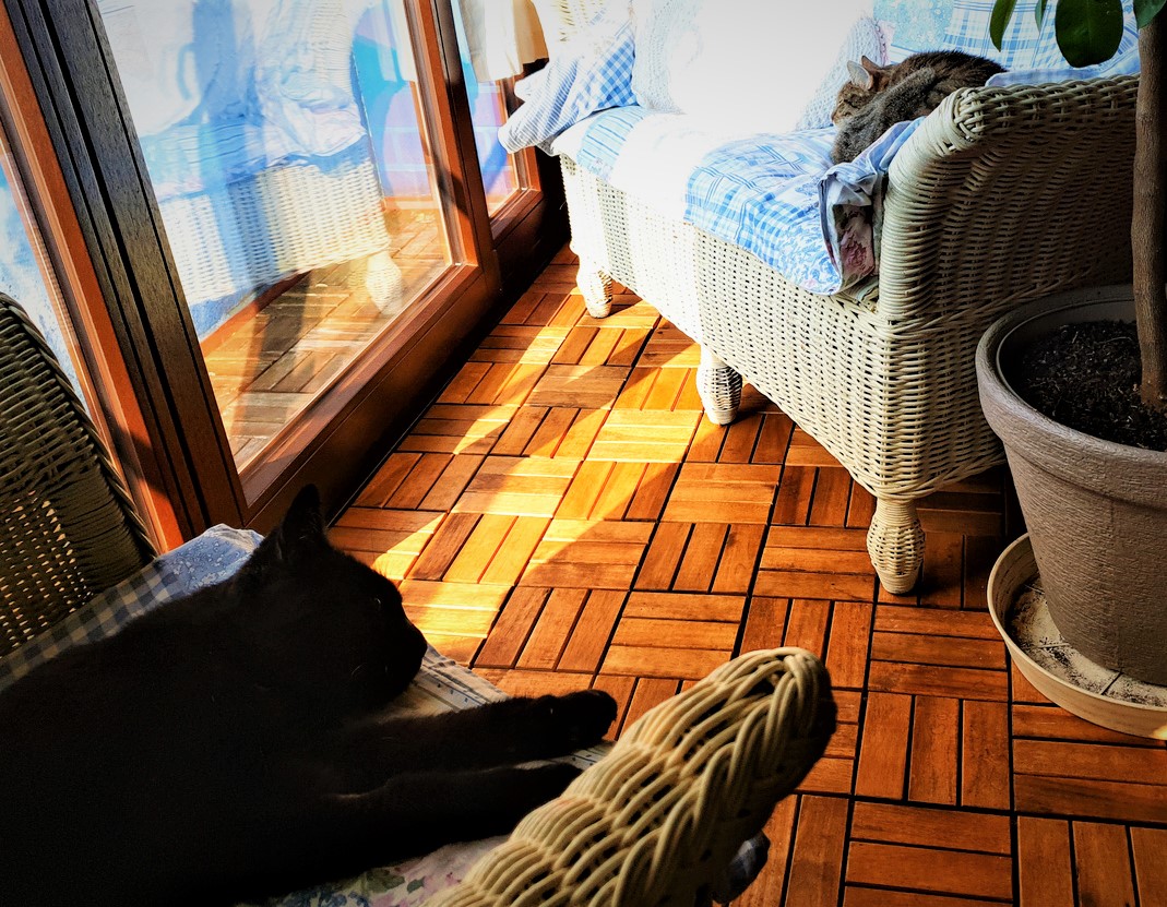 Neues Zuhause – Pauline und Morle grüßen (Einzug geglückt)