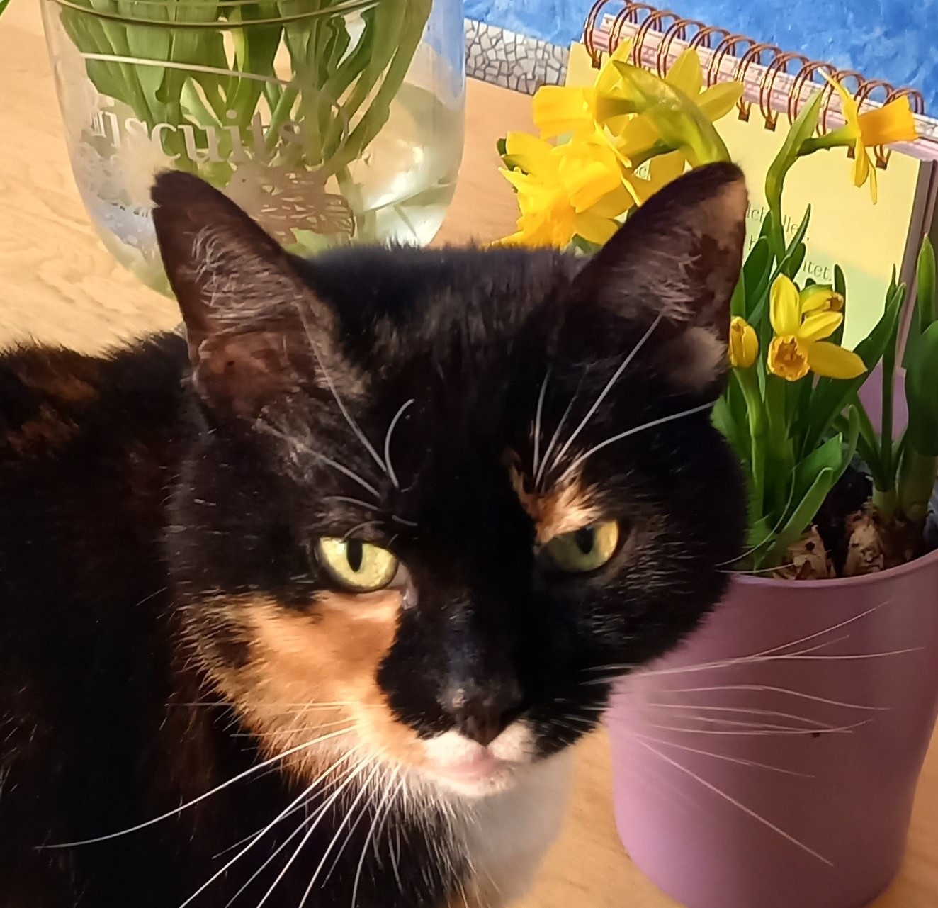 Neues Zuhause – Katze Sandy grüßt