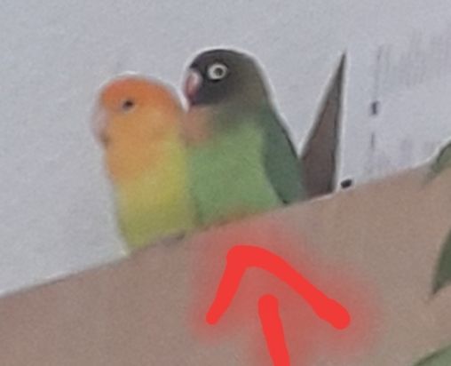 Vermisst – Unzertrennliche entflogen