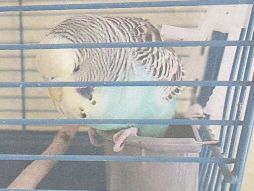 Zugeflogen – Wellensittich in Sarstedt Vierpass