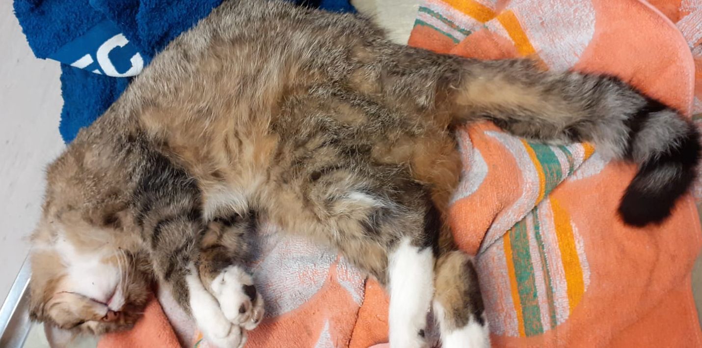 Zugelaufen – Toter Kater bei der Breslauer Strasse/Hoher Turm in Himmelthür am 20.05.2021