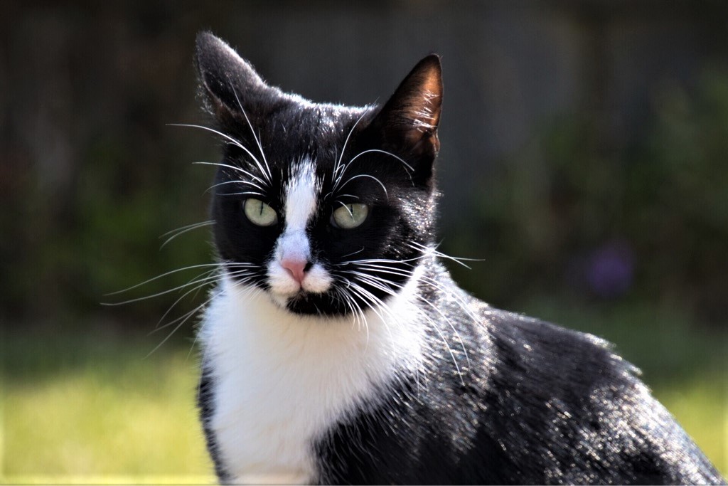 Neues Zuhause – Katze Cleo grüßt herzlich