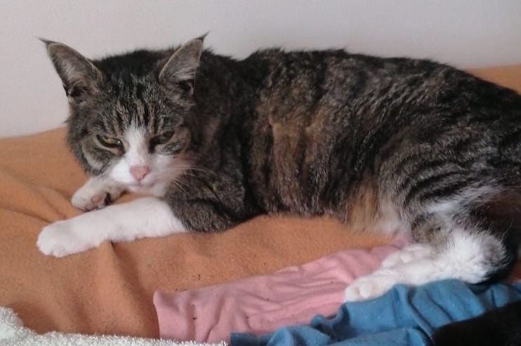 Zugelaufen – Katze zwischen Ilde und Neuhof