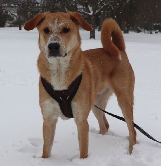 Labrador Mix Leo Privatvermittlung