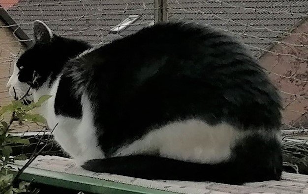 Neues Zuhause – Pheobe und Spooky grüßen herzlich