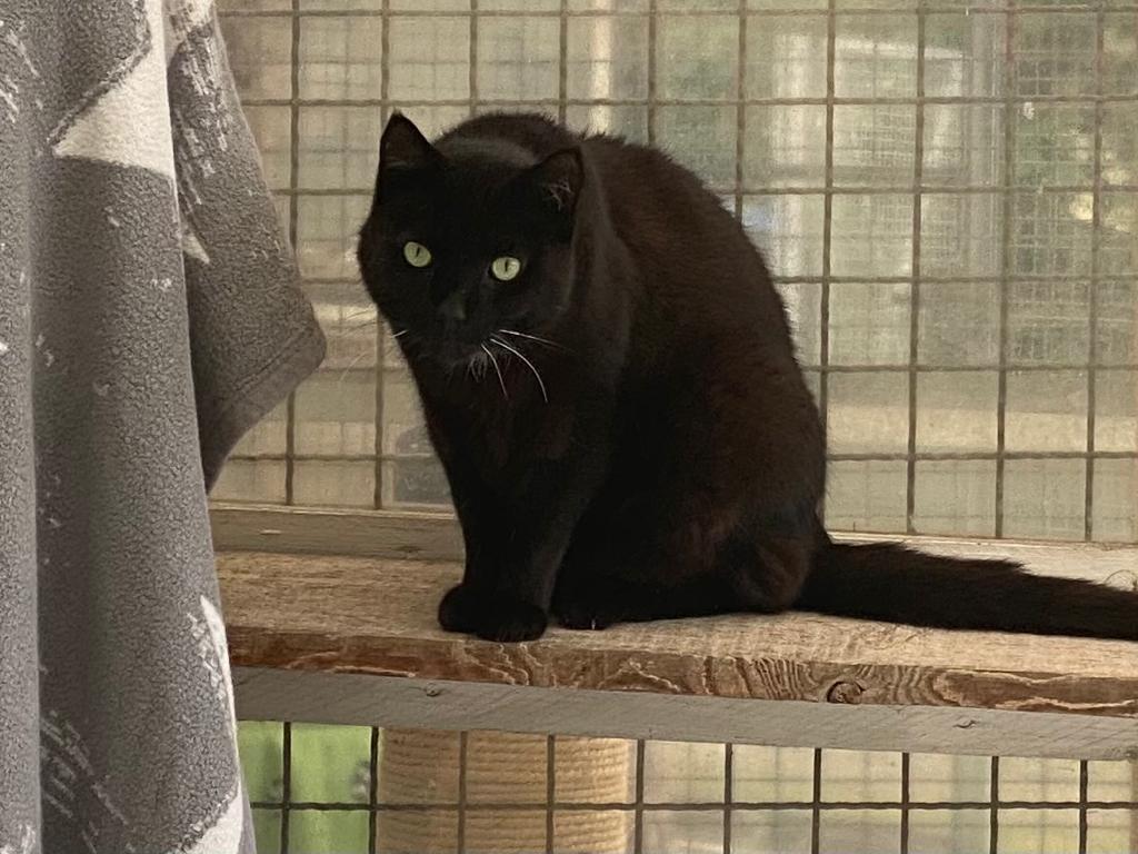 Katzenwiesenkatze Anna