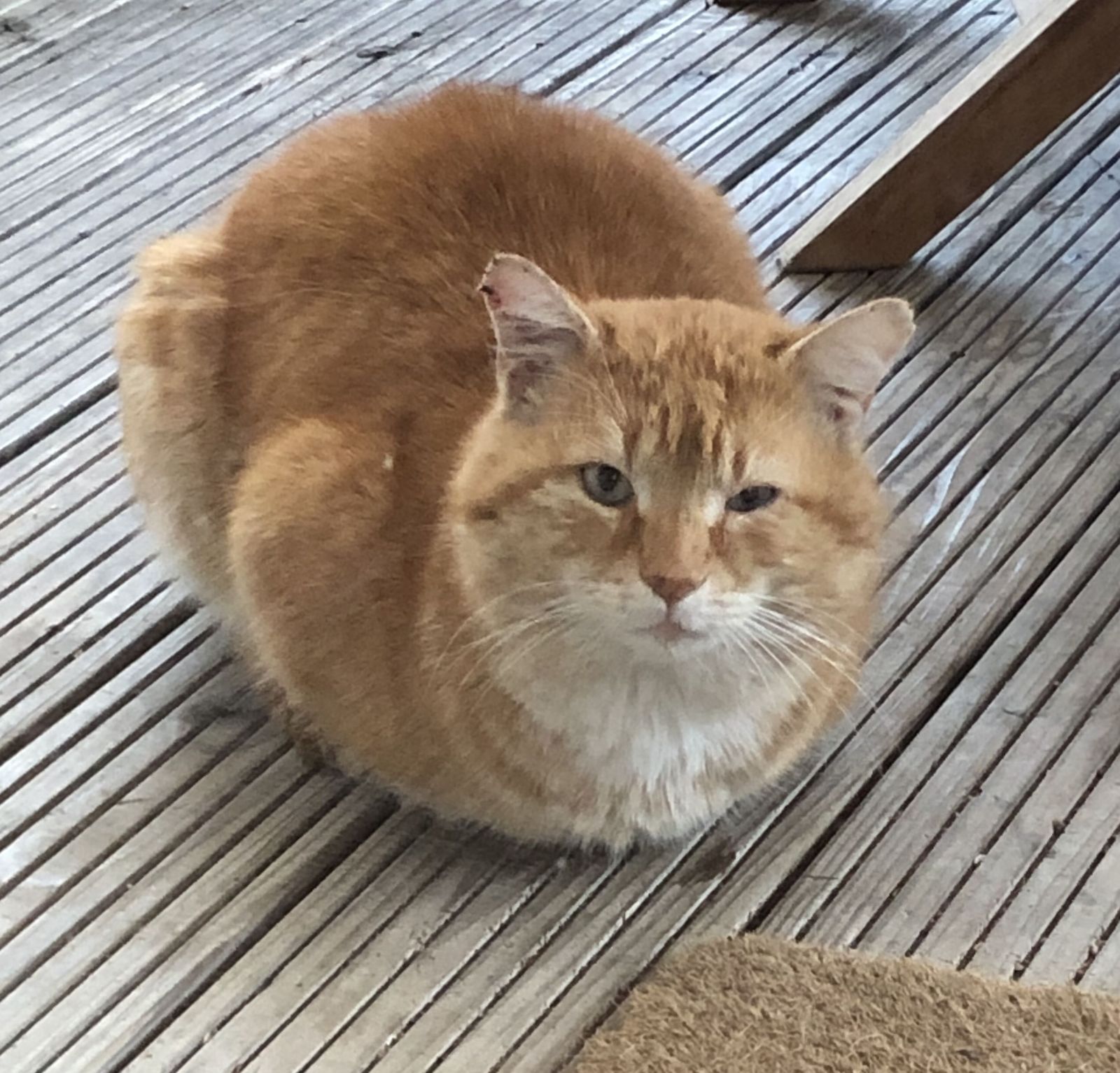 Zugelaufen – roter Kater am neuen Teiche in Hildesheim