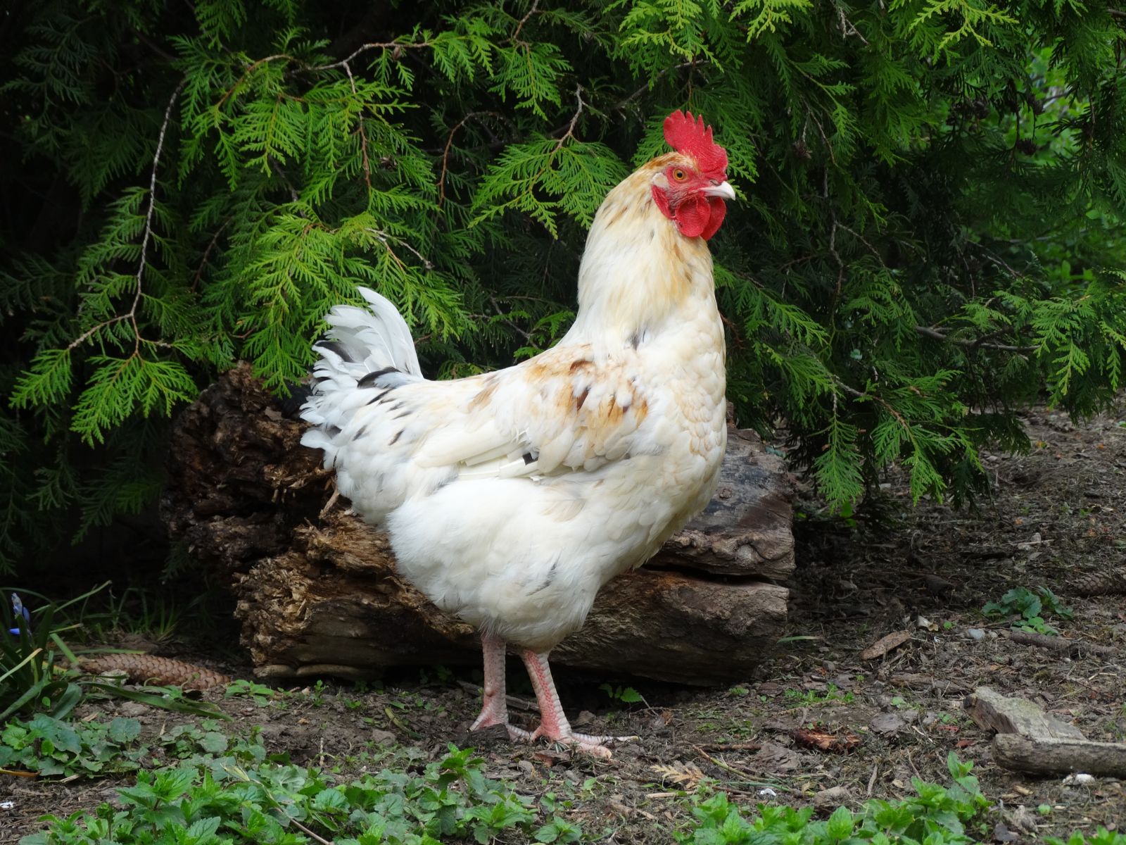 Zugelaufen – Hahn in Elze