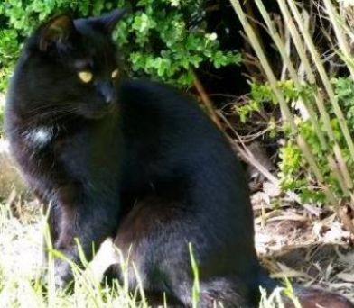 Vermisst – Kater Jimmy aus Hannover Ahlem