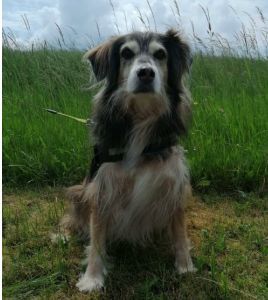 Collie Podenco Mix Karlson Privatvermittlung