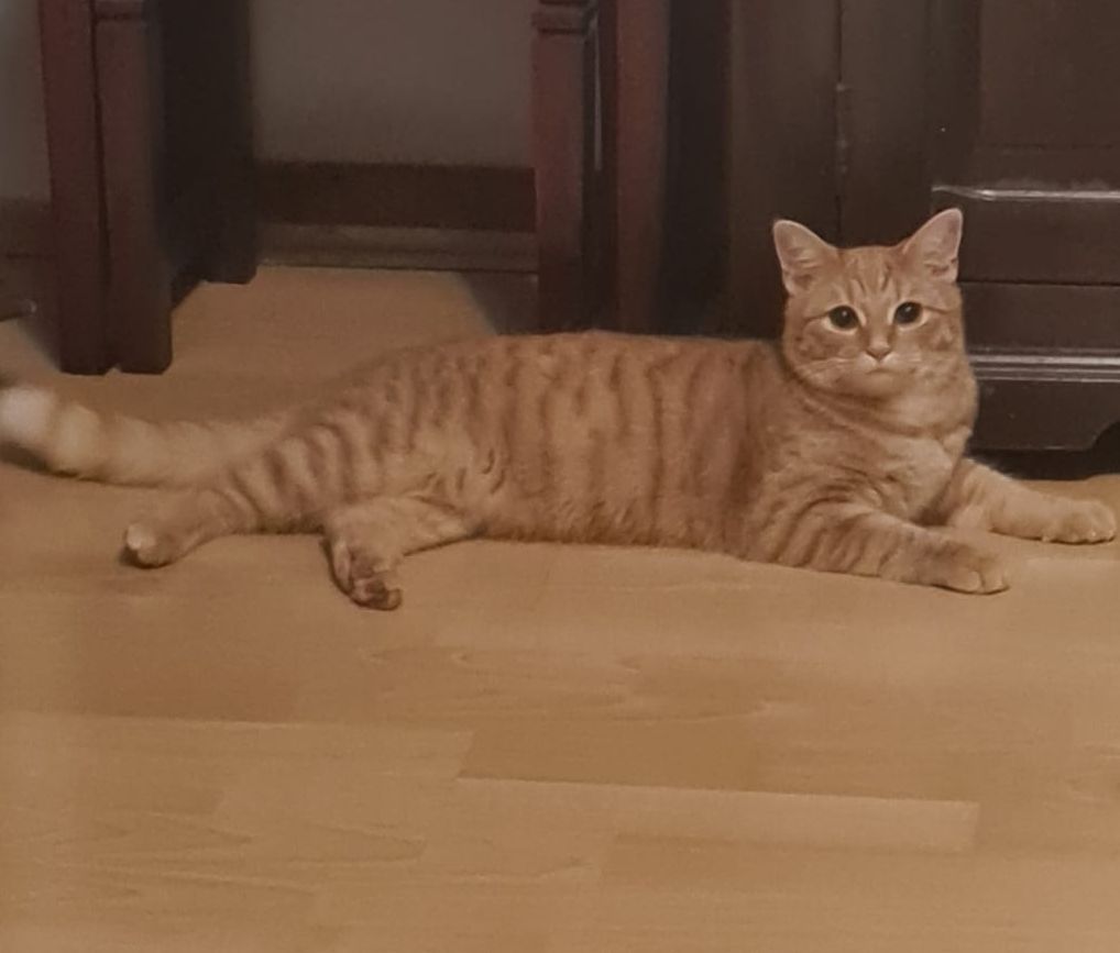 Vermisst – Kater Miko aus 30880 Laatzen