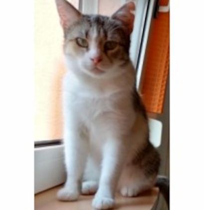 Vermisst – Katze Rosalie aus Wolfsburg