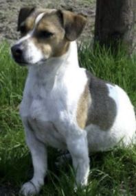 Vermisst – Hund Charly in Alfeld