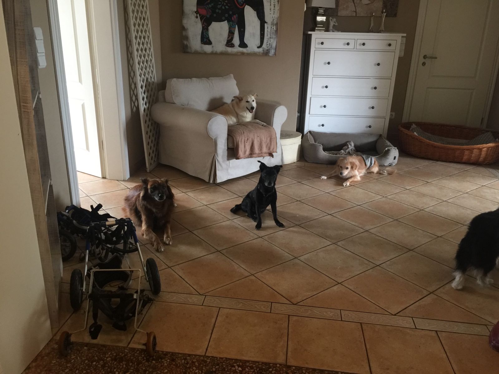 Neues Zuhause – Daisy hat sich gut eingelebt