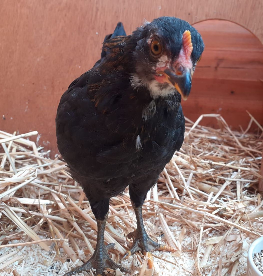 Zugelaufen – Hahn in Itzum an der scharfen Ecke