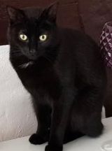 Vermisst – Kater Karlsson aus Hildesheim