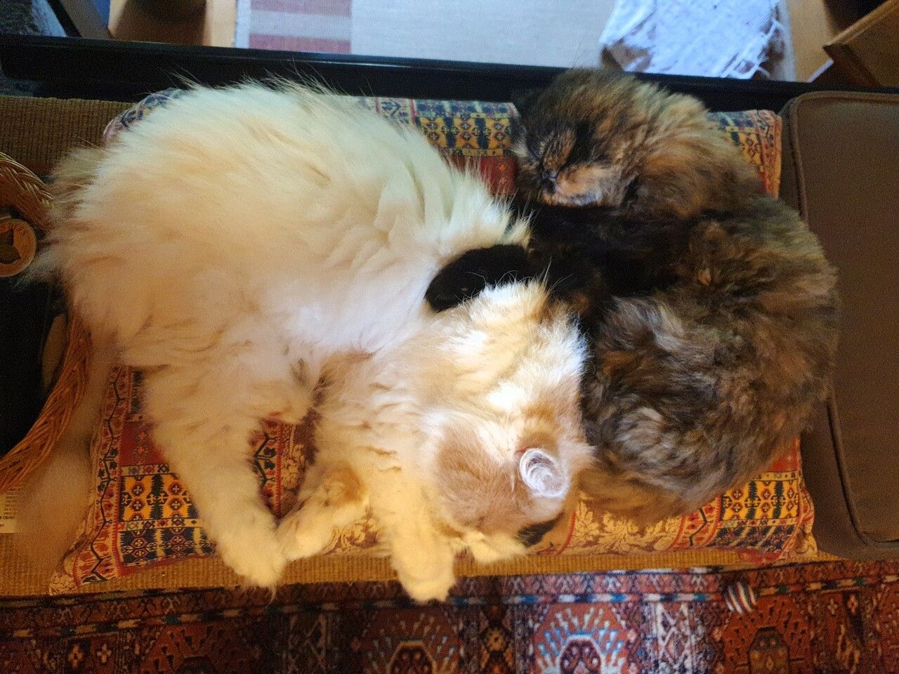 Neues Zuhause – Morle, Lizbeth und Paul grüßen