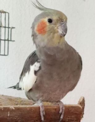 Vermisst – Nymphensittich in Elze