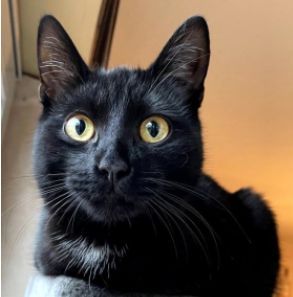 Vermisst – Katze Niomi aus Harsum