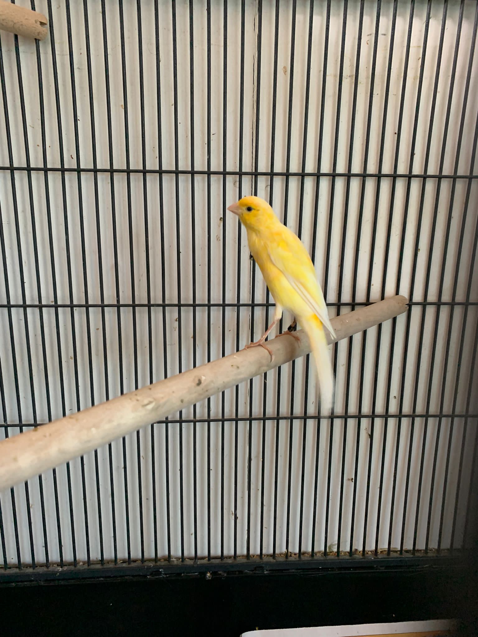 Zugeflogen – Kanarienvogel in der Küchenthalstraße, Hildesheim