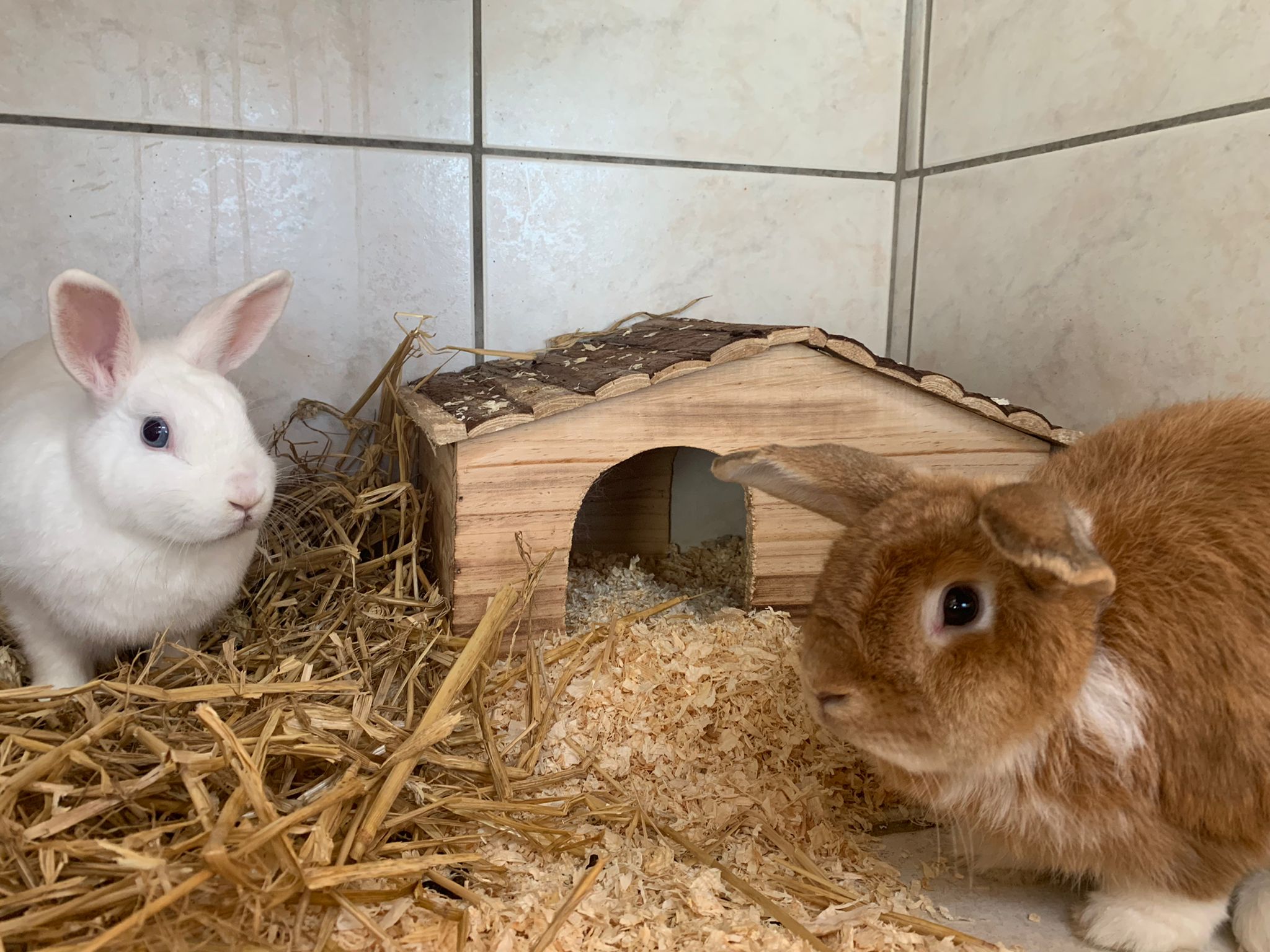 Zugelaufen – 2 Kaninchen in der Zierenbergstrasse in Hildesheim