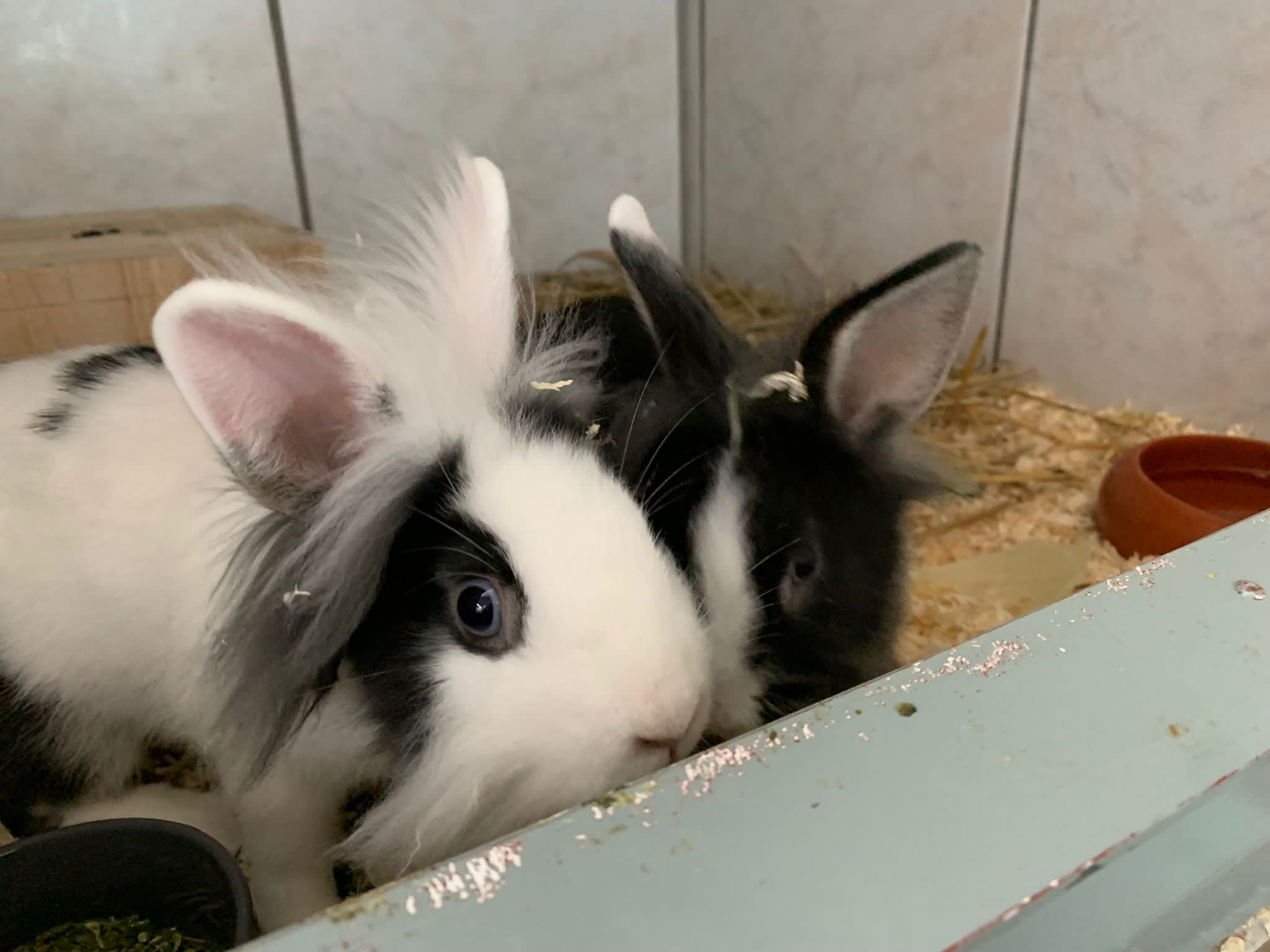 Zugelaufen- 2 Kaninchenböcke