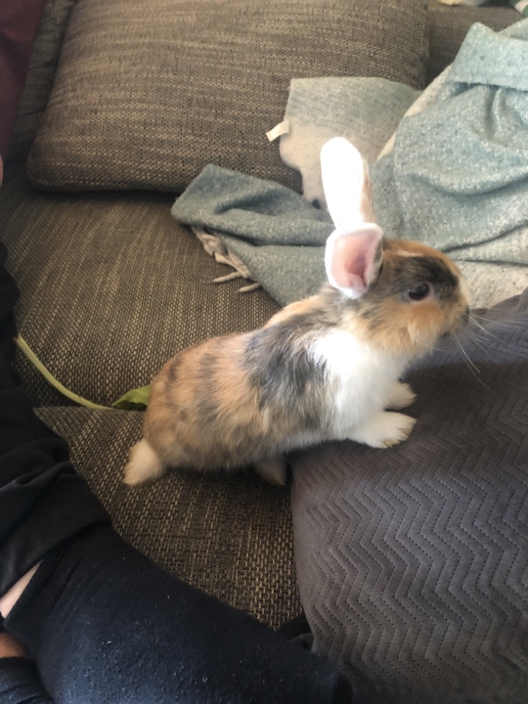 Vermisst – Zwergkaninchen Chewie