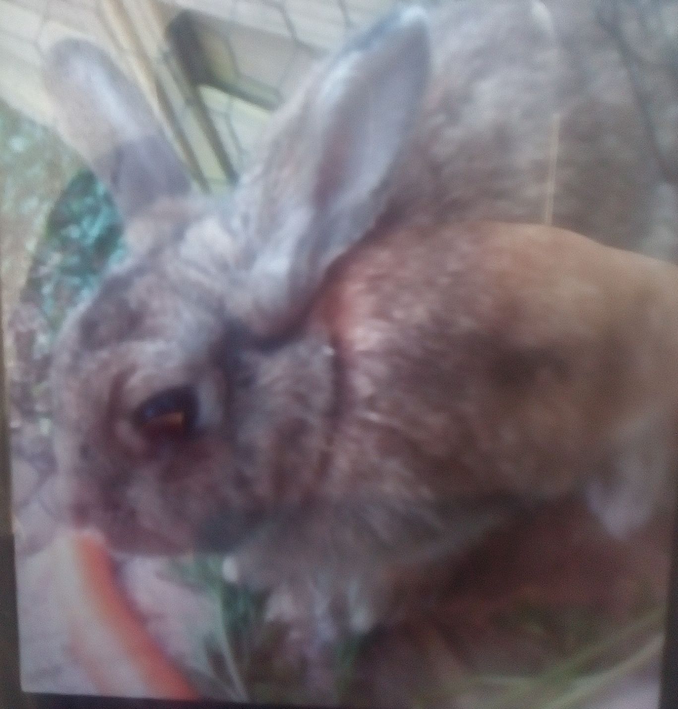 Vermisst – Kaninchendame Hoppel aus Hildesheim Salzwiesen