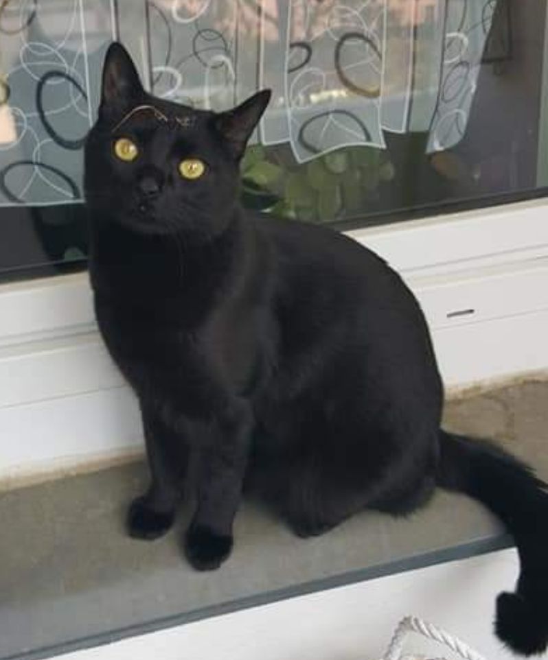 Vermisst – Kater Rocky aus Hildesheim