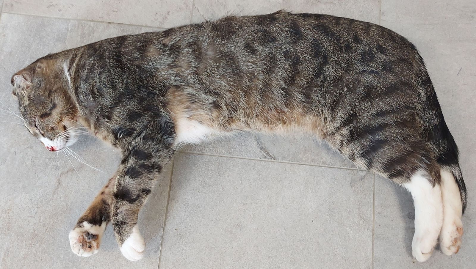 zugelaufen – diese tote Katze wurde in Sarstedt am 31.08.2021 vor die Tür gelegt