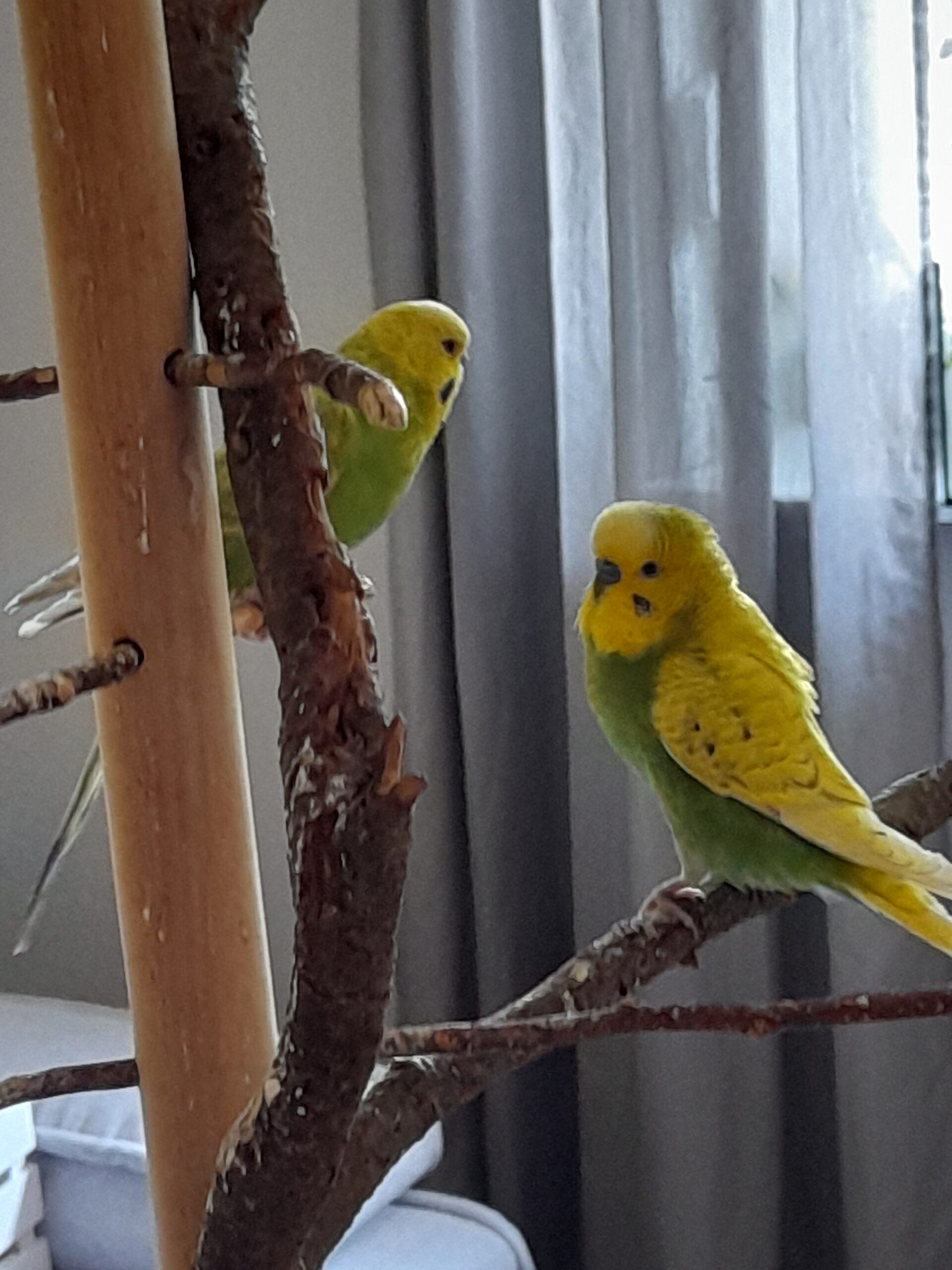 Neues Zuhause – Grüße von Kiwi und Speedy