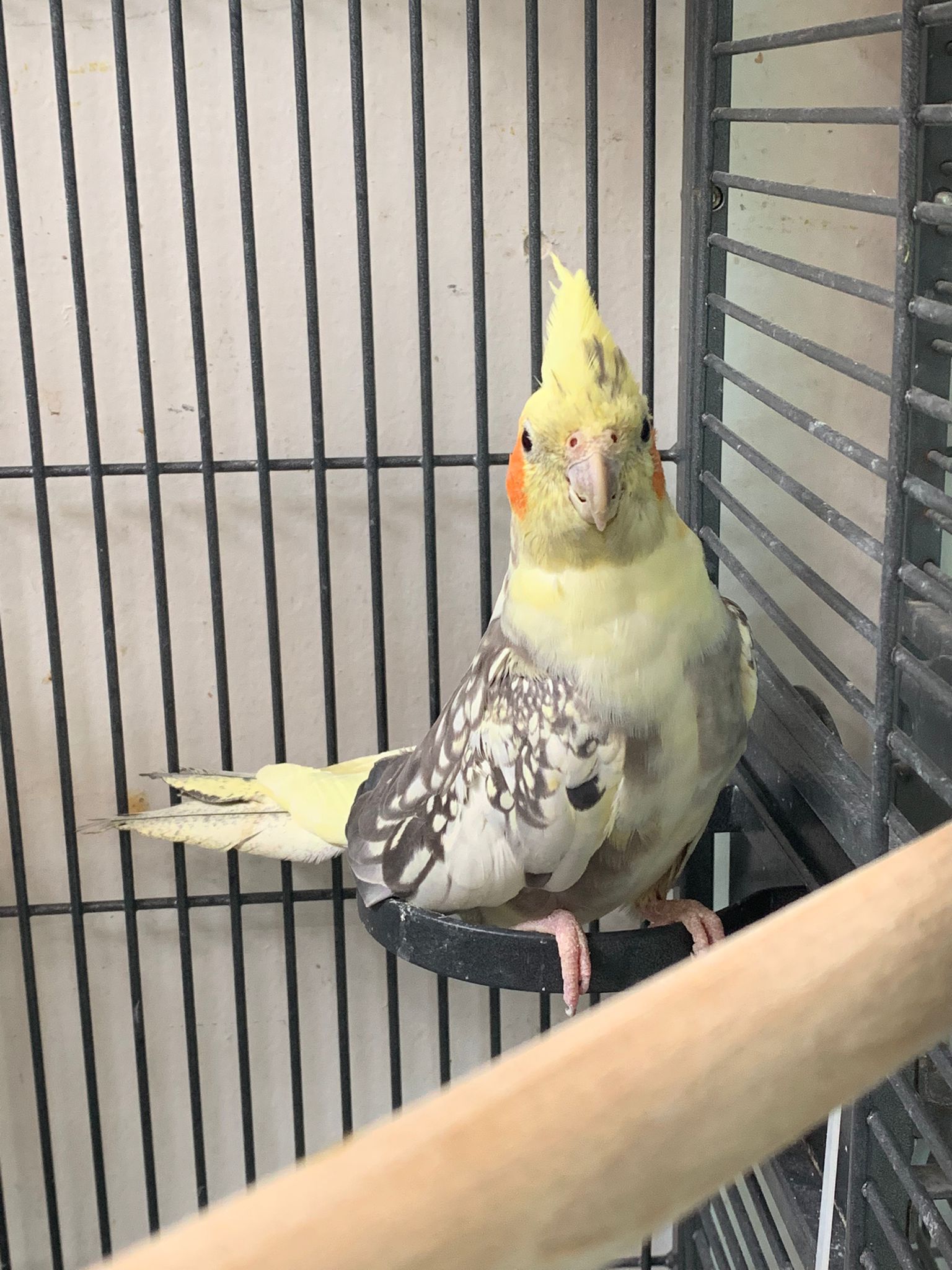 Zugeflogen – Nymphensittich in Sarstedt