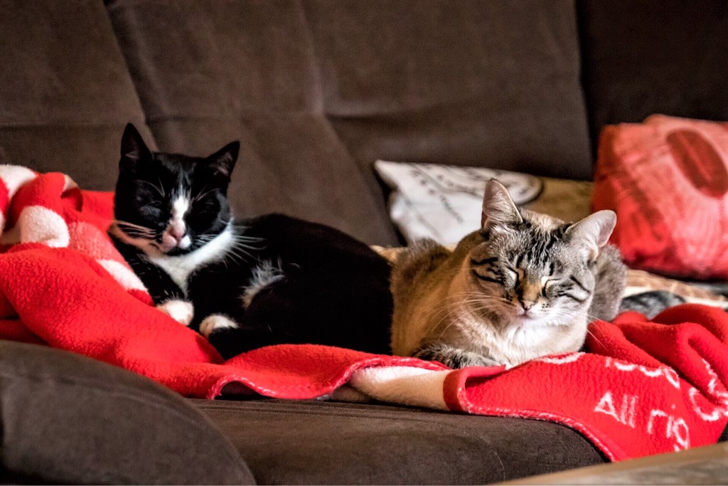 Neues Zuhause – Samtpfoten Cleo und Frieda grüßen