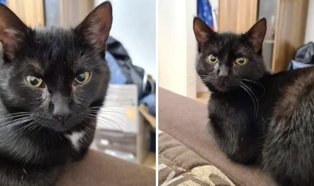 Vermisst – Katze Lilly aus Asel