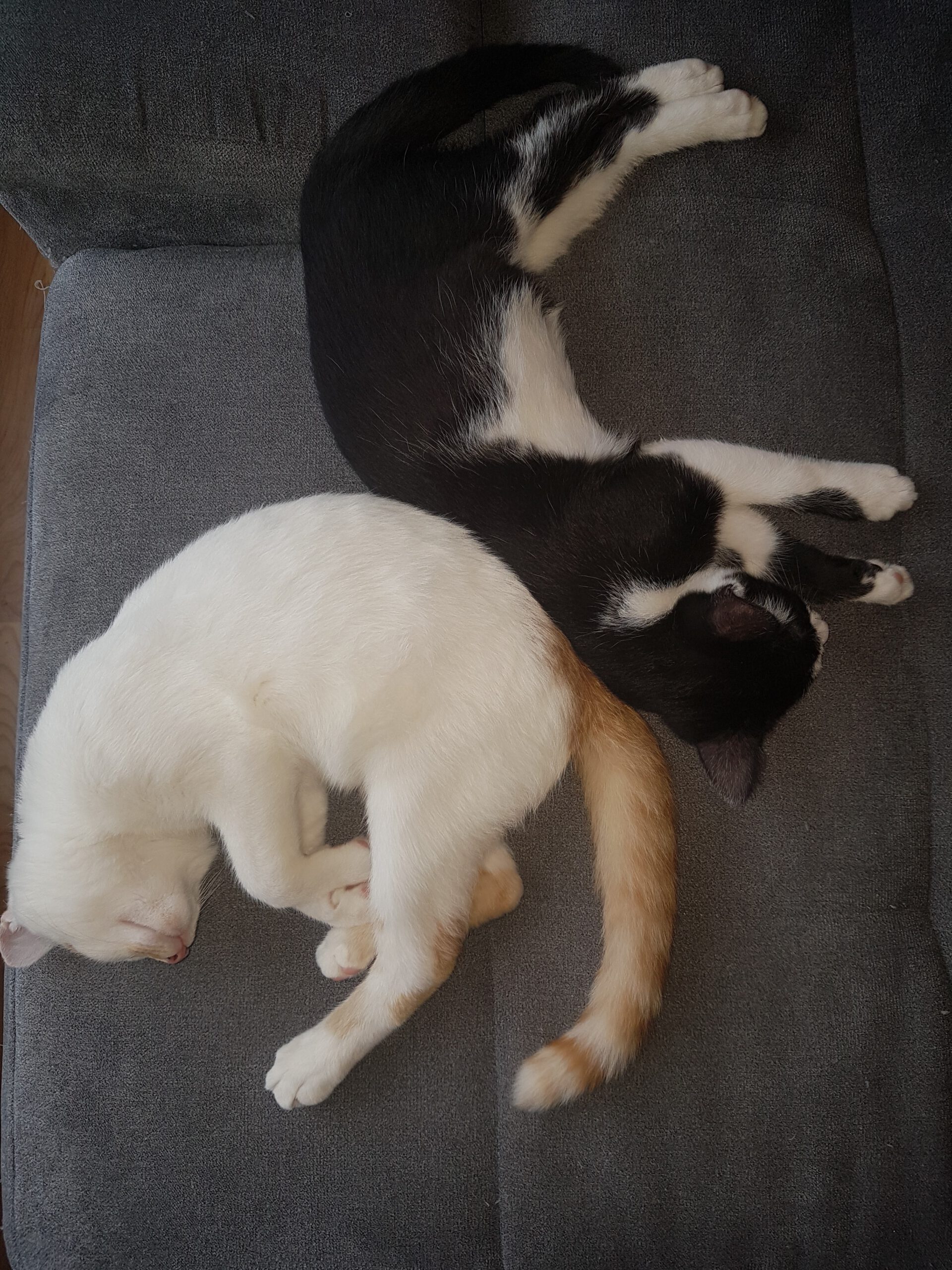 Neues Zuhause – Lucky Luke und Jolly Joker grüßen