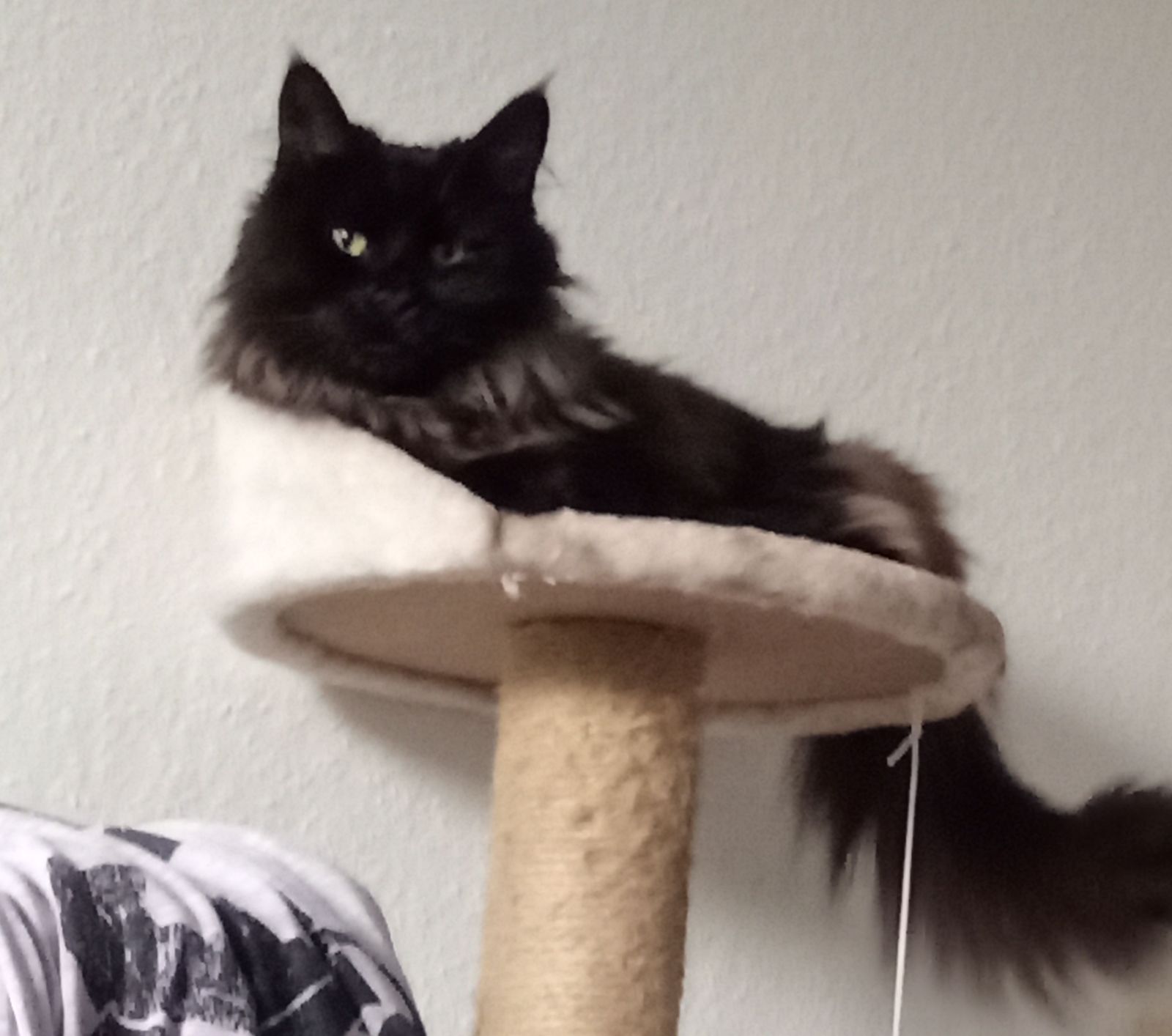 Vermisst – Katze Mia